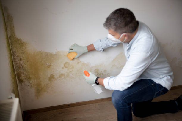 Best Black Mold Removal  in USA